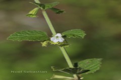 Leucas marrubioides